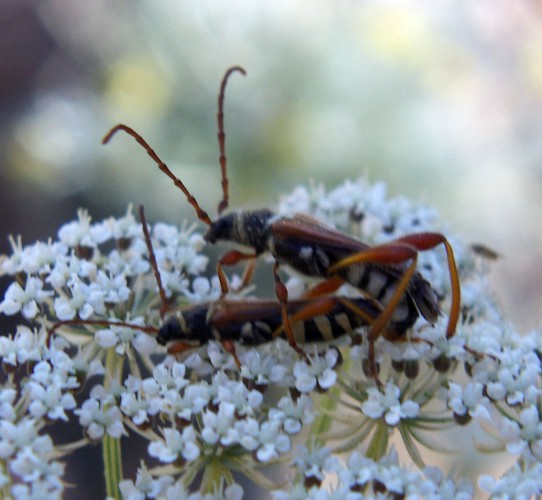 Stenopterus ater in Val d''Orcia.